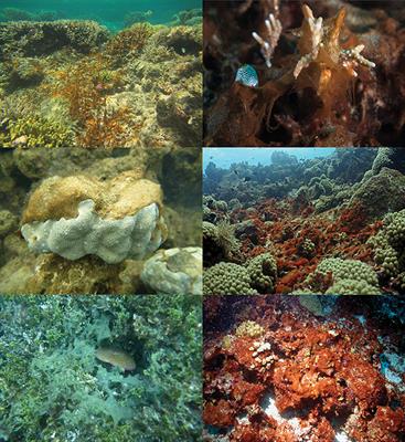 Reefs under Siege—the Rise, Putative Drivers, and Consequences of Benthic Cyanobacterial Mats